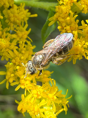 Bronze furrow bee