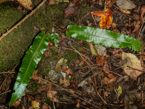 Hart's-tongue fern