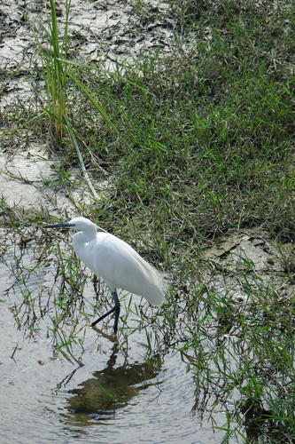 Little Egret