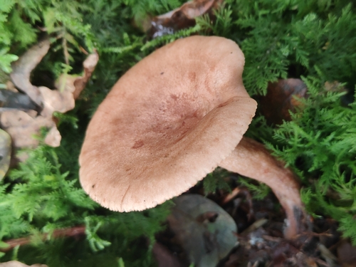 Oakbug Milkcap
