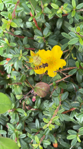 Marmalade Hover Fly
