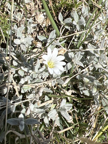 Snow-in-summer