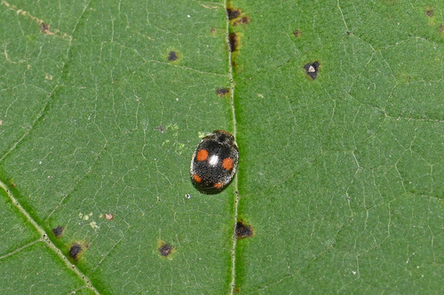 Ant-nest Ladybird