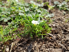 Oxalis pusilla