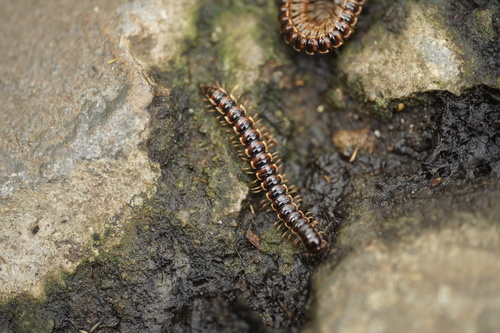 Greenhouse Millipede