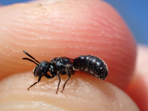 Little Blue Carpenter Bee
