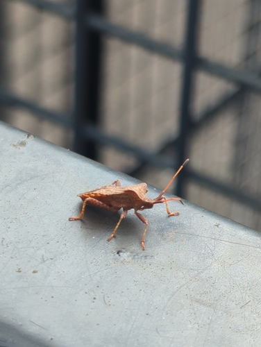 Dock Bug