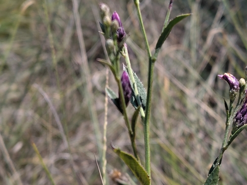 Serratula tinctoria, photograph 5