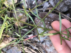 Perideridia californica