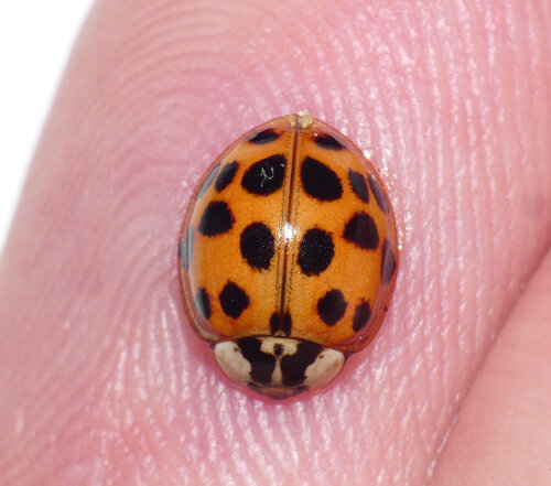 Asian Lady Beetle