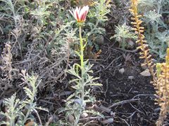 Arctotis pinnatifida