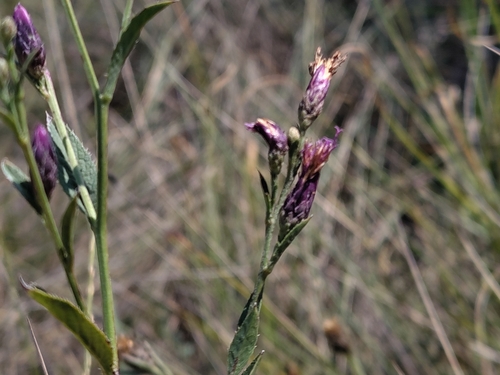 Serratula tinctoria, photograph 6