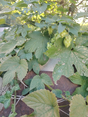 common hops
