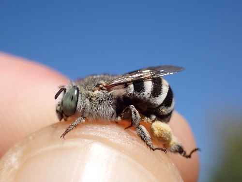 Amegilla albigena