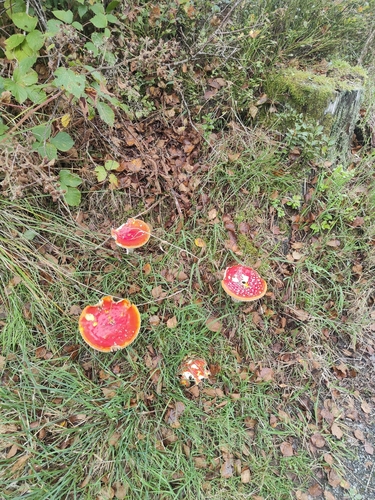Fly Agaric