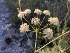 Perideridia californica