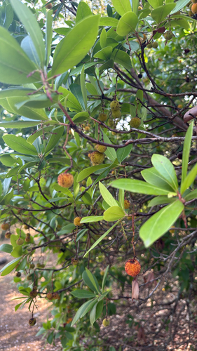 strawberry tree