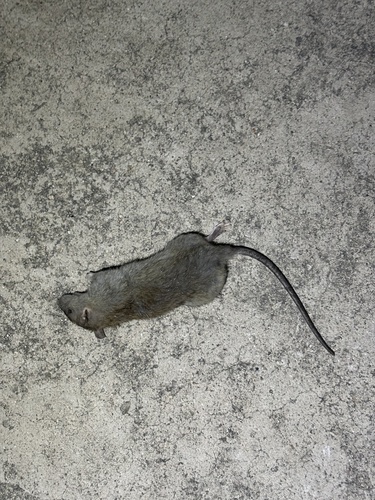 Brown Rat