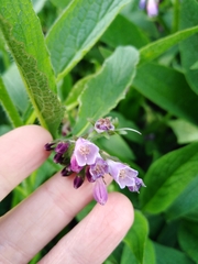 Symphytum × uplandicum