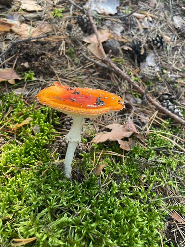 Fly Agaric