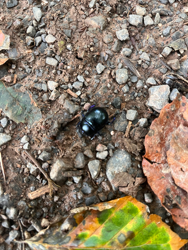 Woodland Dor Beetle