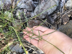 Perideridia californica
