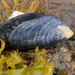 Blue Mussel - Photo (c) Christine Morrow, some rights reserved (CC BY-NC), uploaded by Christine Morrow