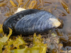 Blue Mussel - Photo (c) Christine Morrow, some rights reserved (CC BY-NC), uploaded by Christine Morrow