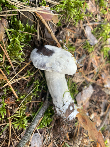 bolete mould