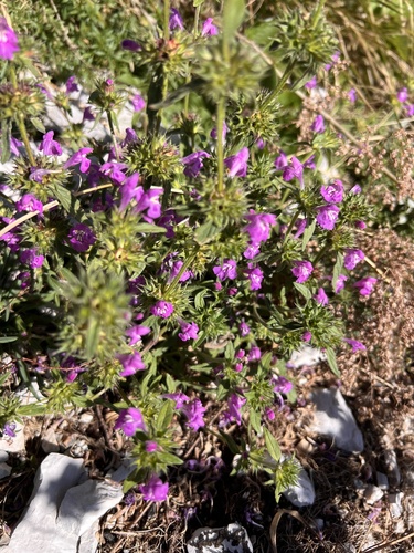 Red Hemp-nettle