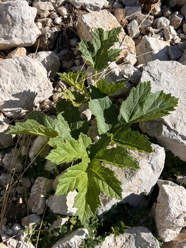 hogweed