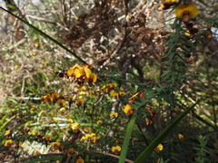 Bossiaea cinerea