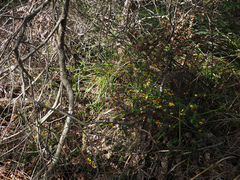 Bossiaea cinerea, photograph author not stated, no rights reserved