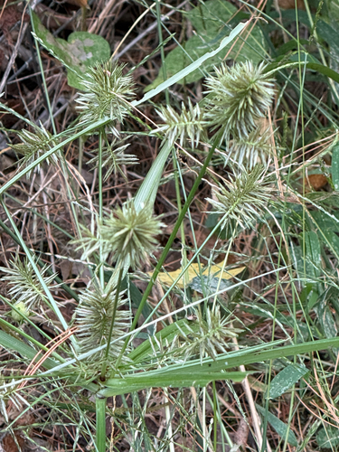 straw-colored flatsedge