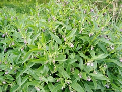 Symphytum × uplandicum