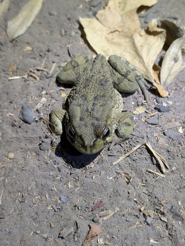 Power's Toad