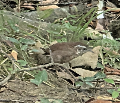 Carolina Wren