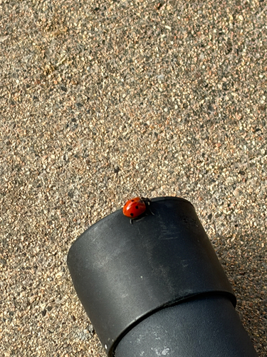 Seven-spotted Lady Beetle