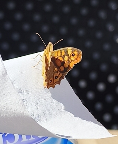 Speckled Wood