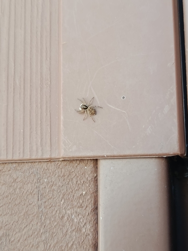 Half-edged Wall Jumping Spider