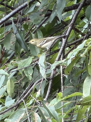 Blackpoll Warbler