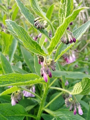Symphytum × uplandicum