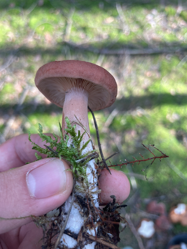 Rufous Milkcap