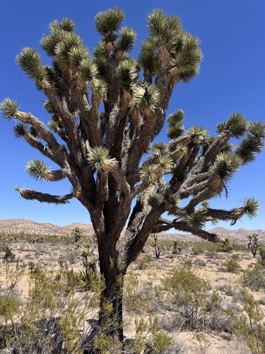 Eastern Joshua tree