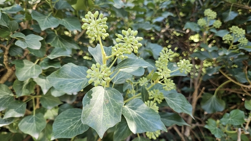 common ivy