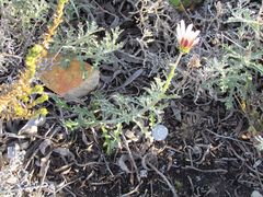 Arctotis pinnatifida