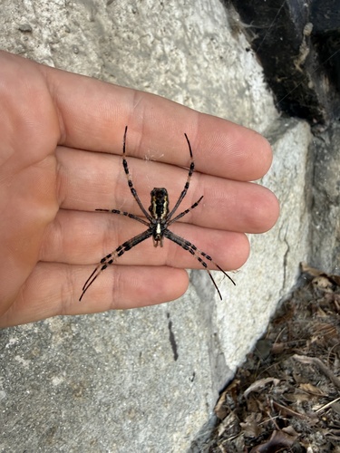 Wasp Spider