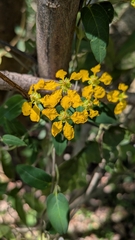 Janusia guaranitica