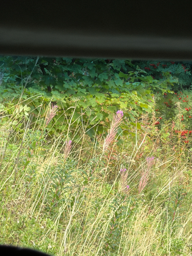fireweed