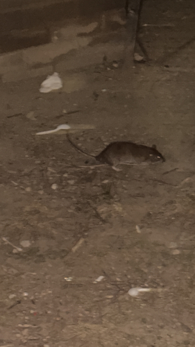 Rat photographed near here on 2026-09-12